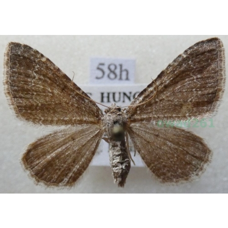 Cataclysme riguata (Hübner, 1813) Obmytek falisty Czech58h